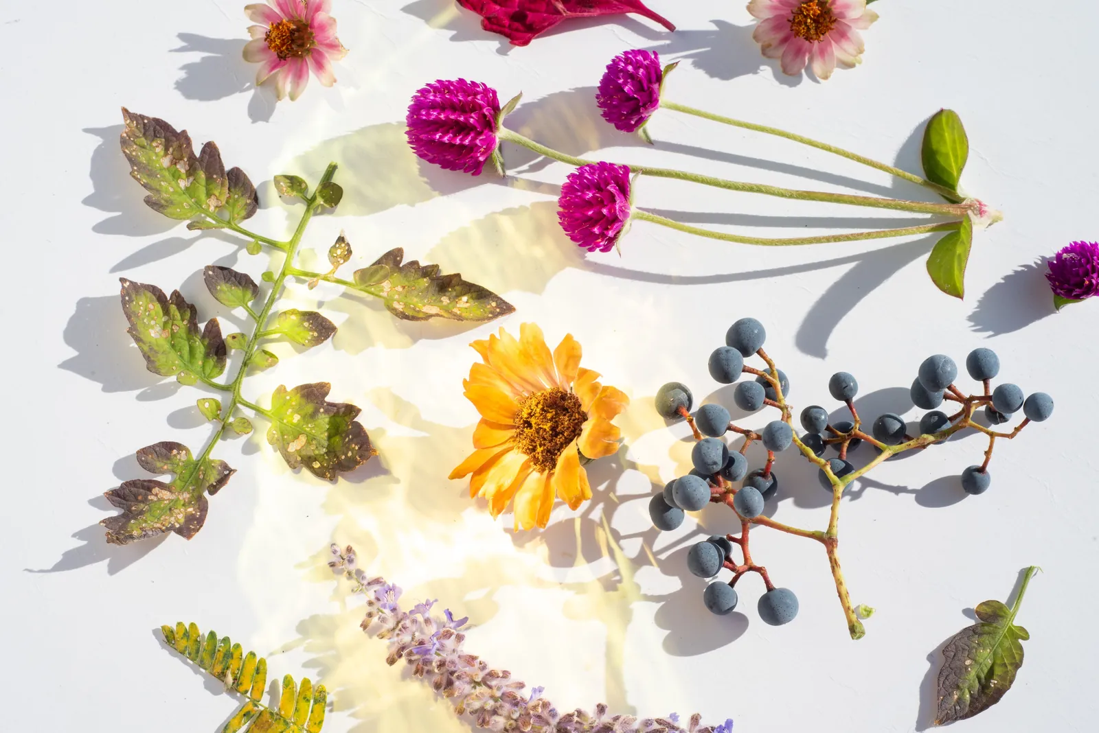 Botanical ingredients laid out for examination